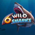 6 Wild Sharks